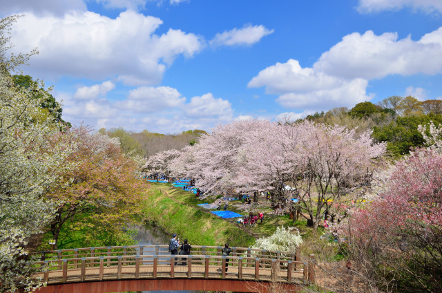 泉の森【大和市】
